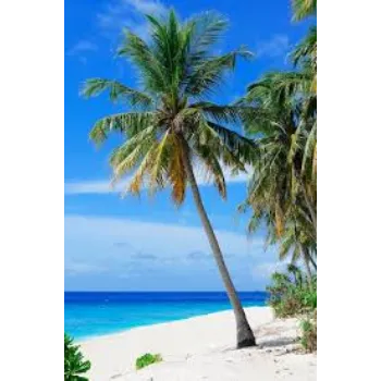 Natural  Palm Trees