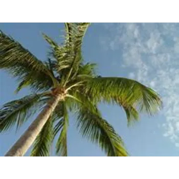 Palm Trees