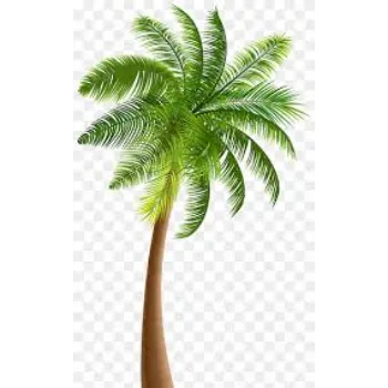 Natural Palm Trees