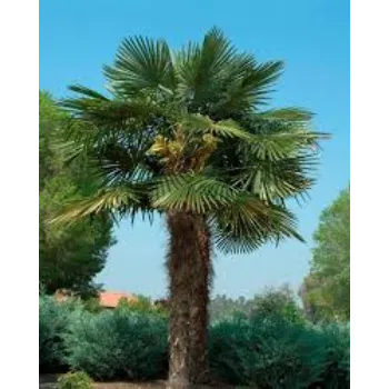 Green Palm Trees