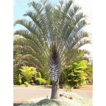 Palm Trees