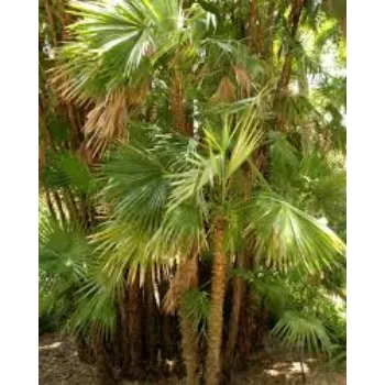 A.p. Flower Mart   Palm Trees
