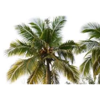 Natural Palm Trees