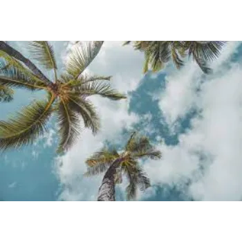 Palm Plant