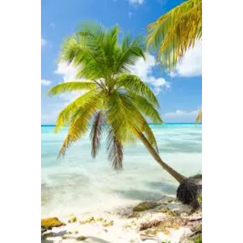 Palm Plant