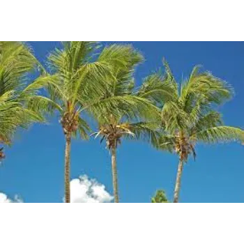 Palm Plant