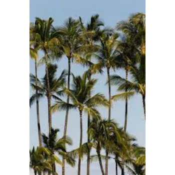 Bismarckia Palm Plant