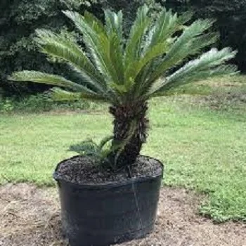 Tropical Palm Tree Plant
