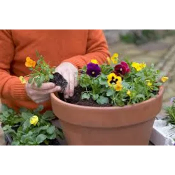 Pansy Flower Plant