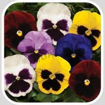 organic Pansy Plant