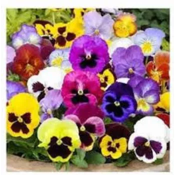  Organic Pansy Plant