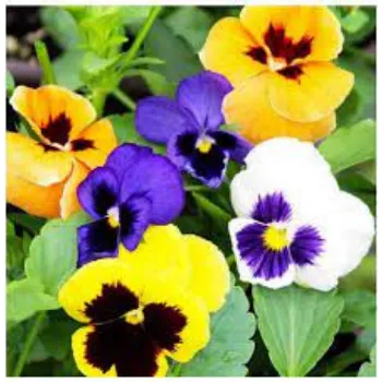 RAJESWARI NURSERY Pansy Plant