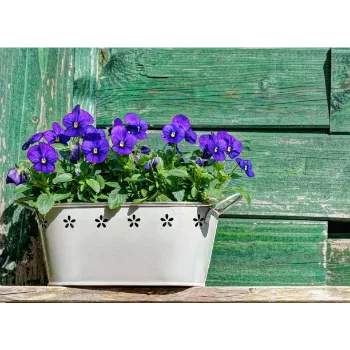 Fresh  Pansy Plant