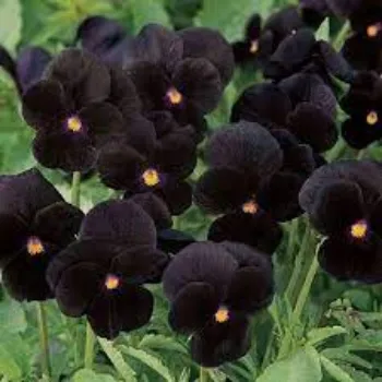 Natural Pansy Plant