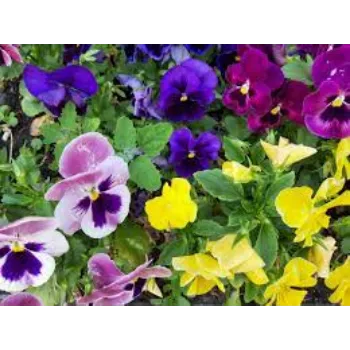 Organic Pansy Plant