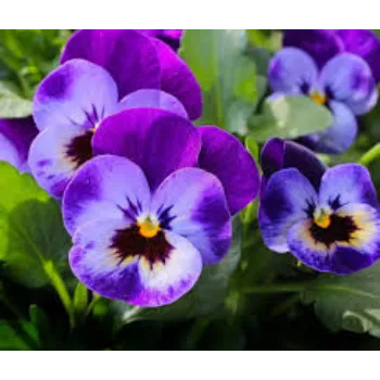 Common Pansy Plant