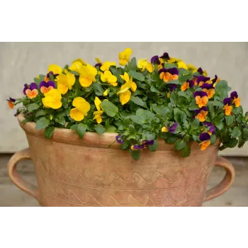 Pansy Plant