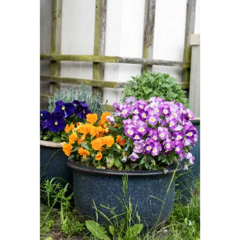  Pansy Plant