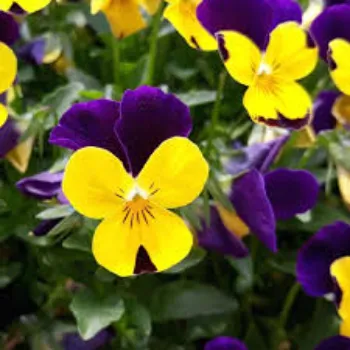 yellow-purple  Pansy Plant