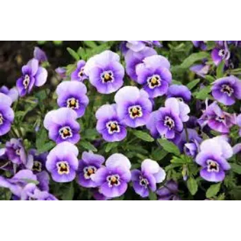 Natural Pansy Plant