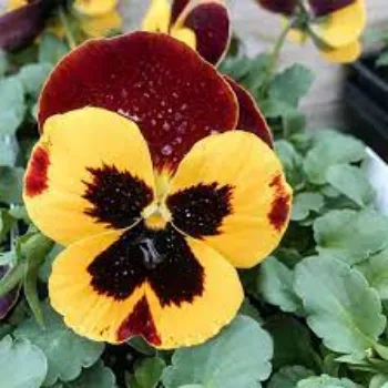 Organic  Pansy Plant
