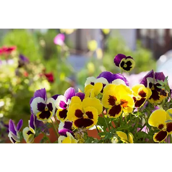  Pansy Plant