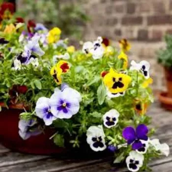  Organic  Pansy Plant