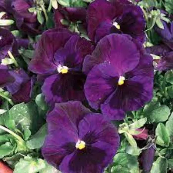 natural Pansy Plant