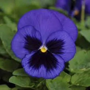 Organic Pansy Plant