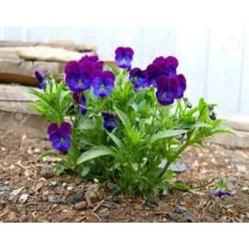 Common  Pansy Plant