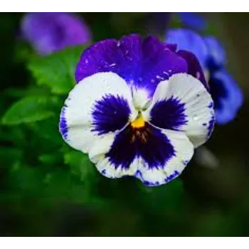 Natural  Pansy Plant