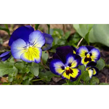 Natural Pansy Plant