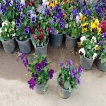 Natural  Pansy Plant