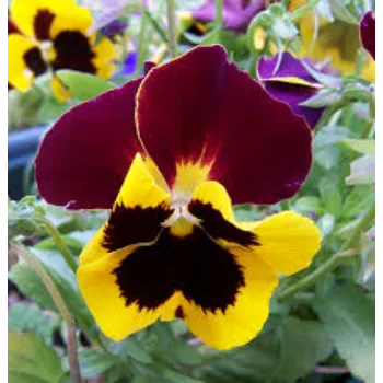 Natural  Pansy Plant