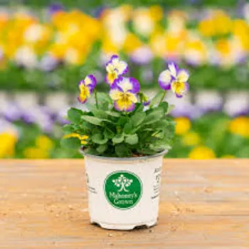 Fresh Pansy Plant