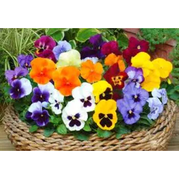 Pansy Plant