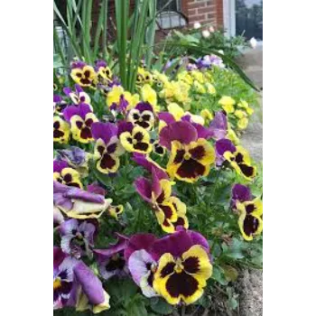 Organic Pansy Plant
