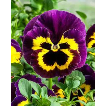 Natural Pansy Plants
