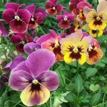 Fresh Pansy Plants