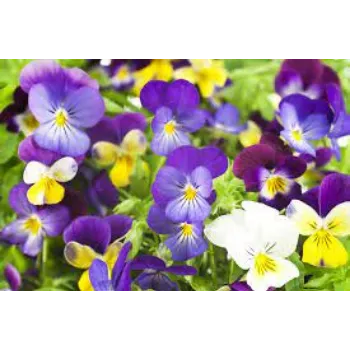 Pansy Flower Plant