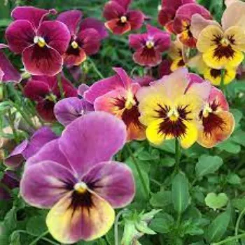 Pansy Flower Plant