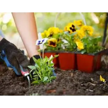 Natural Pansy Plant