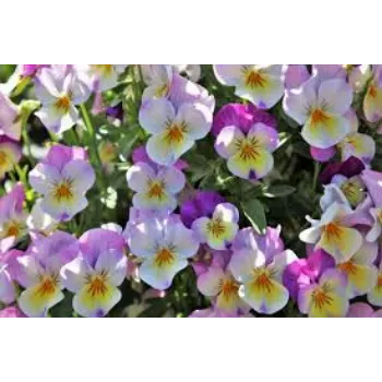 Organic Pansy  Plants
