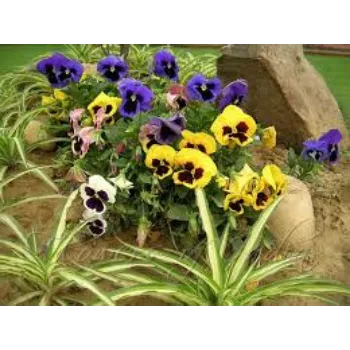 Fresh Pansy Plant