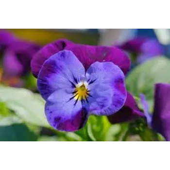 Natural Pansy Plants