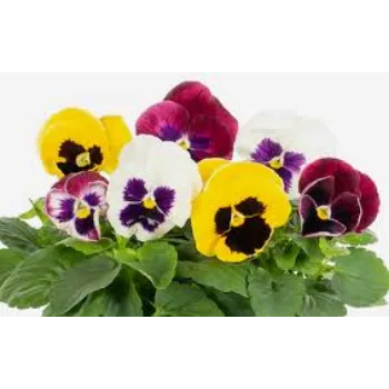 Organic Pansy Plants