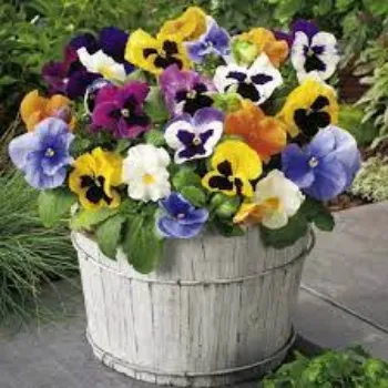 Natural Pansy Plants