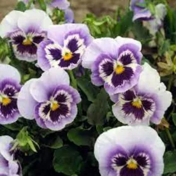 Natural Pansy Plants