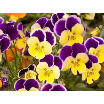Organic Pansy Plants