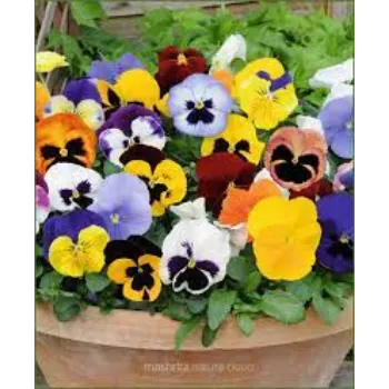 Organic Pansy Plants